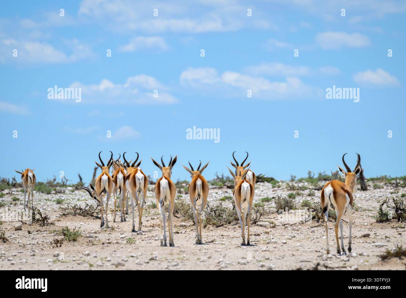 Troupeau de Springbok (Antidorcas marsupialis) marchant dans un paysage désertique sec, vu de derrière, Parc National d'Etosha, Namibie. Banque D'Images