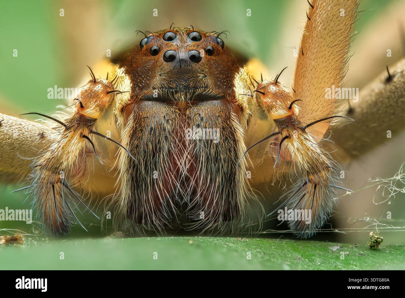 Portrait de visage macro extrême d'une araignée en toile de pépinière Perenethis mettant en évidence son arrangement complexe des yeux et ses crocs poilus, Java central, Indonésie. Banque D'Images