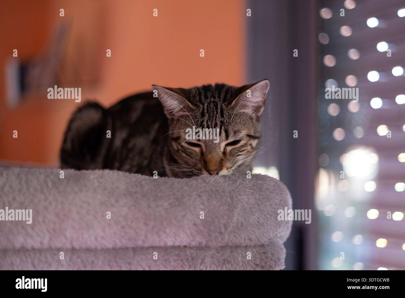 Chat Tabby reposant confortablement sur un arbre à chat moelleux, les yeux fermés et détendus Banque D'Images