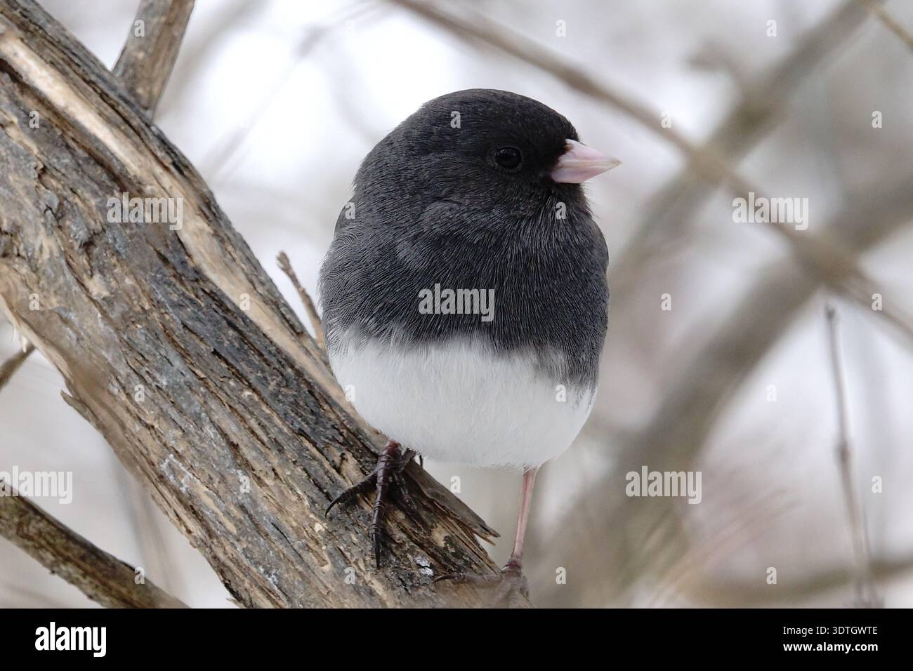 Gros plan d'un junco aux yeux foncés, ou oiseau des neiges Banque D'Images