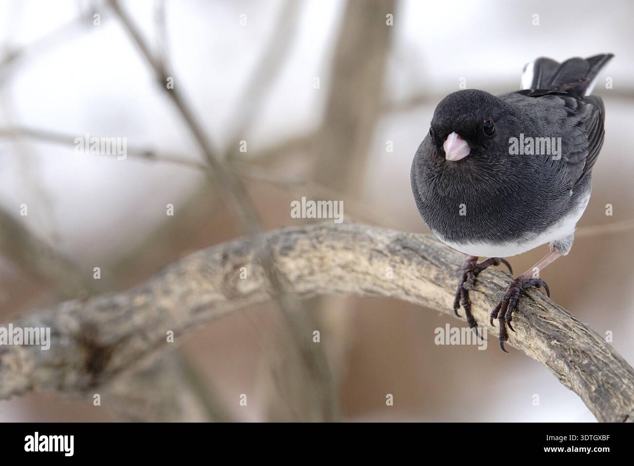 Un junco aux yeux foncés, ou oiseau des neiges, perché sur une branche en hiver Banque D'Images