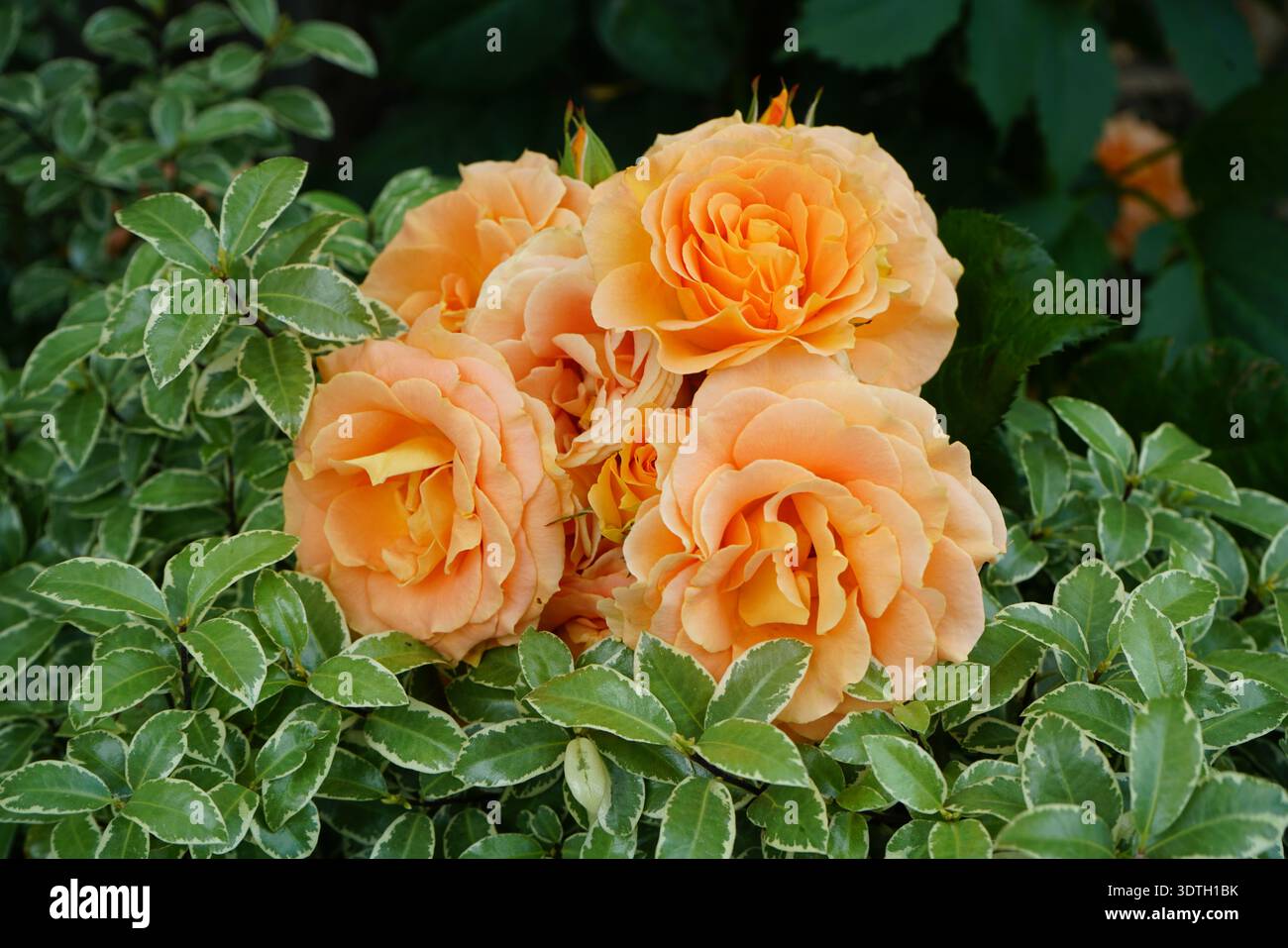 Belles roses orange Banque D'Images