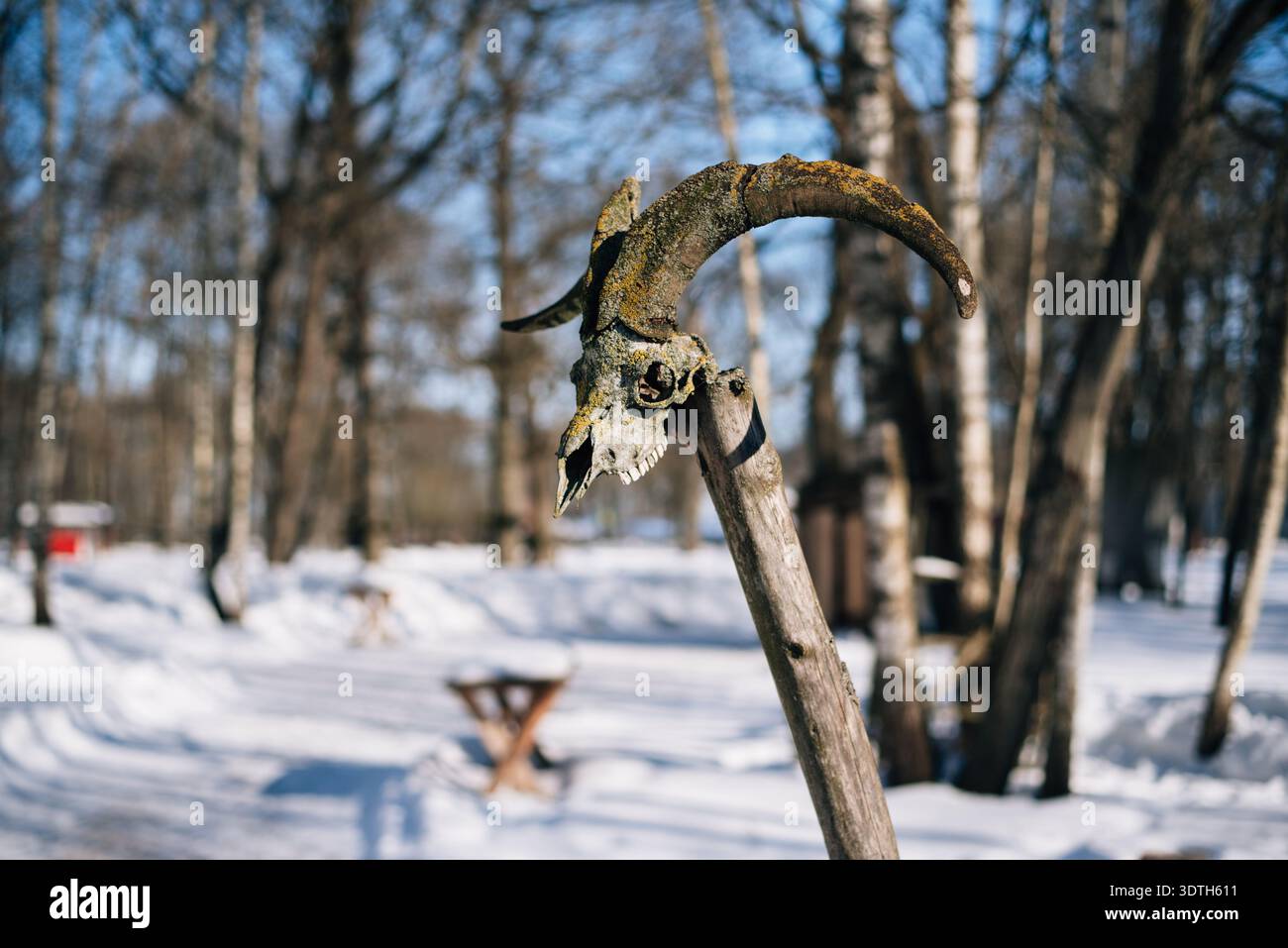 Crâne de cerf roe avec bois Banque D'Images