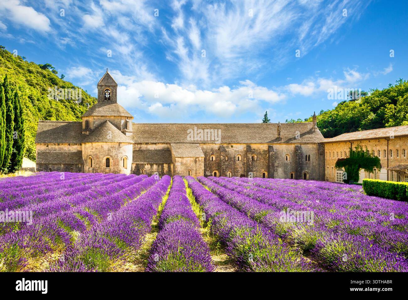 Champs de lavande en fleurs devant l'Abbaye notre Dame de Senanque, Gordes, Provence, France Banque D'Images