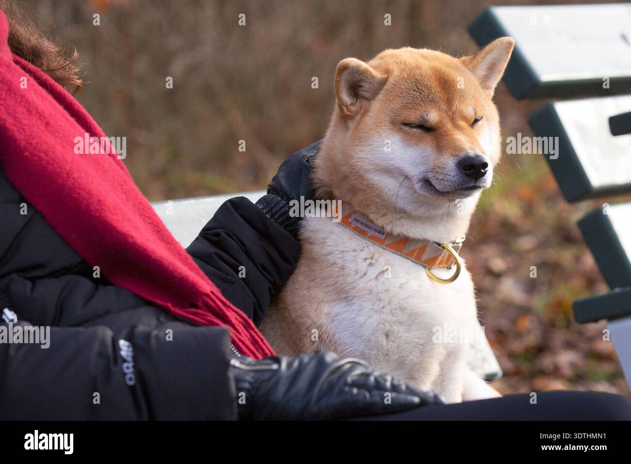 Un Shiba Inu assis calmement sur un banc de parc à côté de son propriétaire à Axelsberg, Stockholm. Banque D'Images