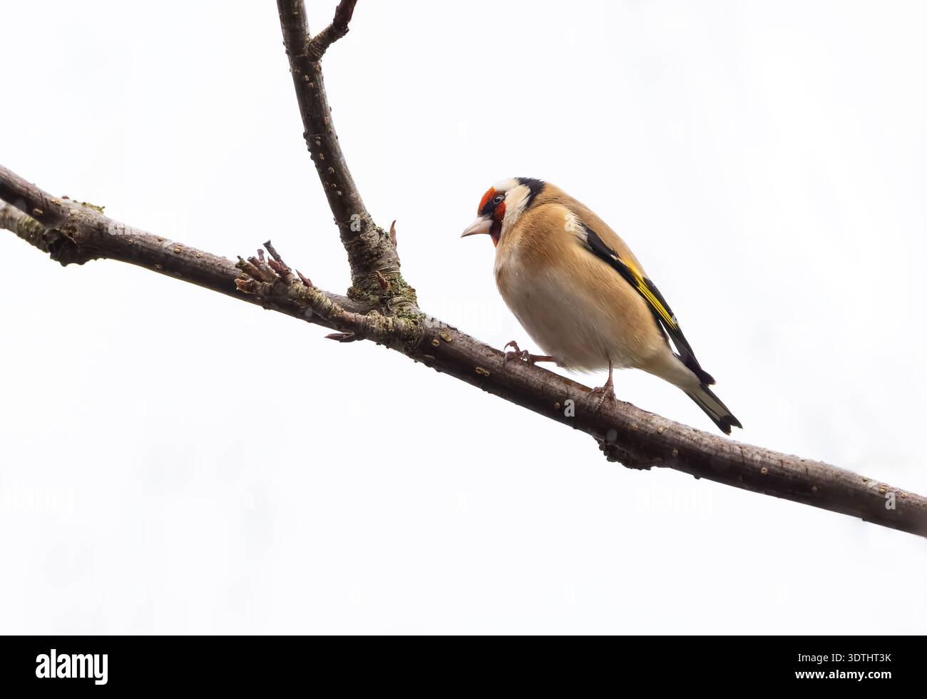 Goldfinch 'Carduelis carduelis' perché sur la branche, vue de côté de l'oiseau montrant le visage rouge et les plumes jaunes des ailes. Oiseau européen isolé contre blanc Banque D'Images