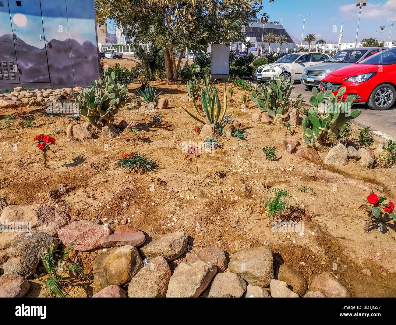 Parterre de fleurs avec des plantes solitaires dans la rue de la ville tropicale de Sharm El Sheikh (Egypte). Cactus, aloès et autres fleurs du désert poussent à partir du sable - Image de stock capturée avec un smartphone