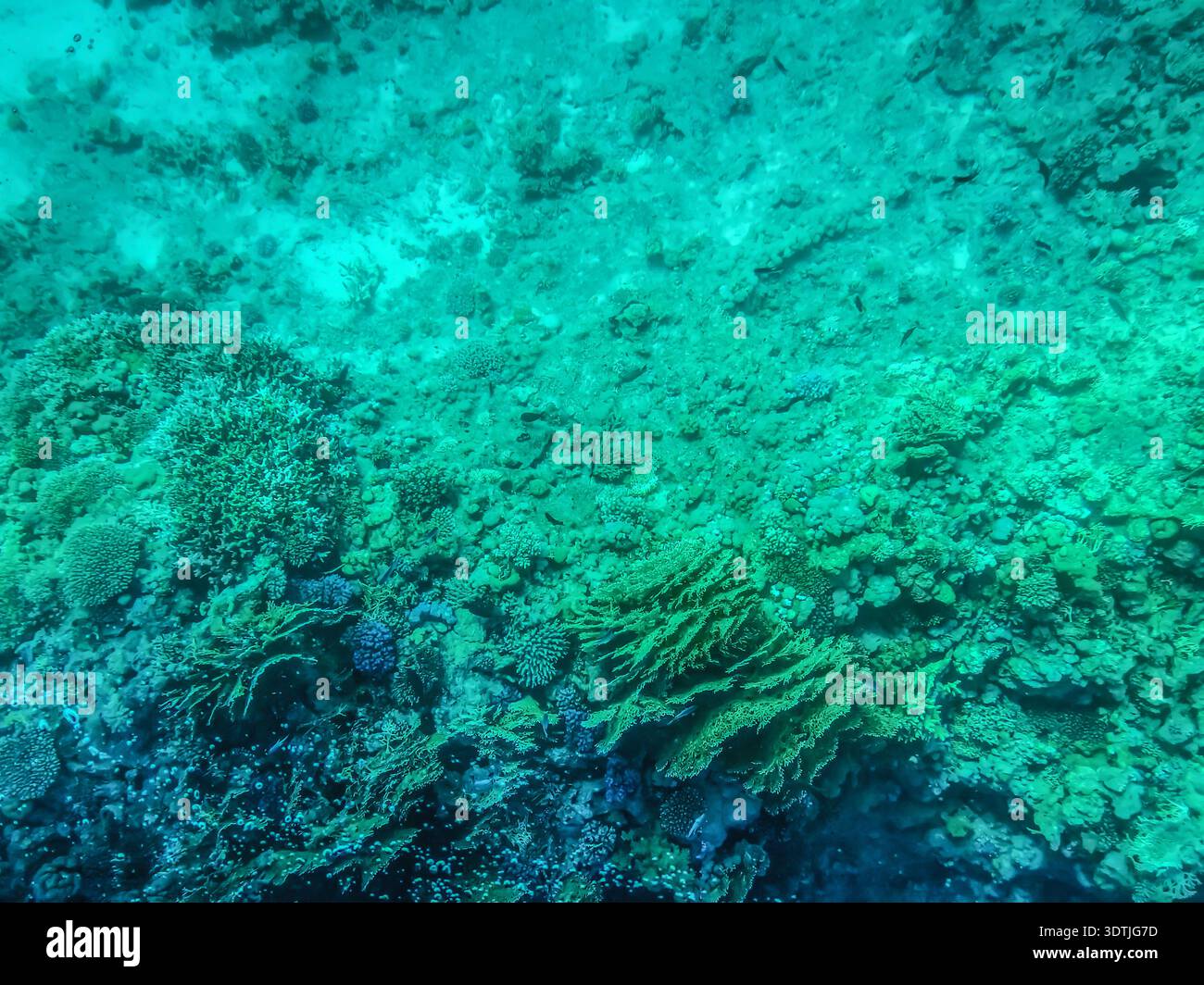 Vie sur les fonds marins de la mer Rouge en profondeur. Turquoise Clean aqua fond. Vue sur les récifs coralliens et les algues à travers l'eau transparente - Image de stock capturée avec un smartphone