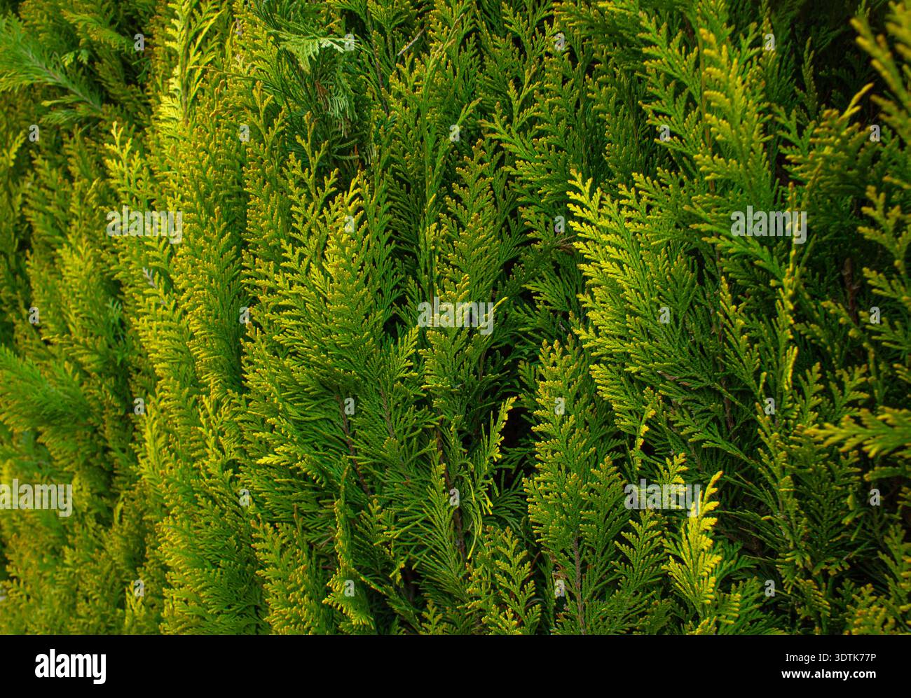 Fond cyprès vert. Le Cyprès de Lawson 'ivonne'. Gros plan feuilles vertes de la plante de cyprès comme fond naturel et papier peint écologique. Banque D'Images