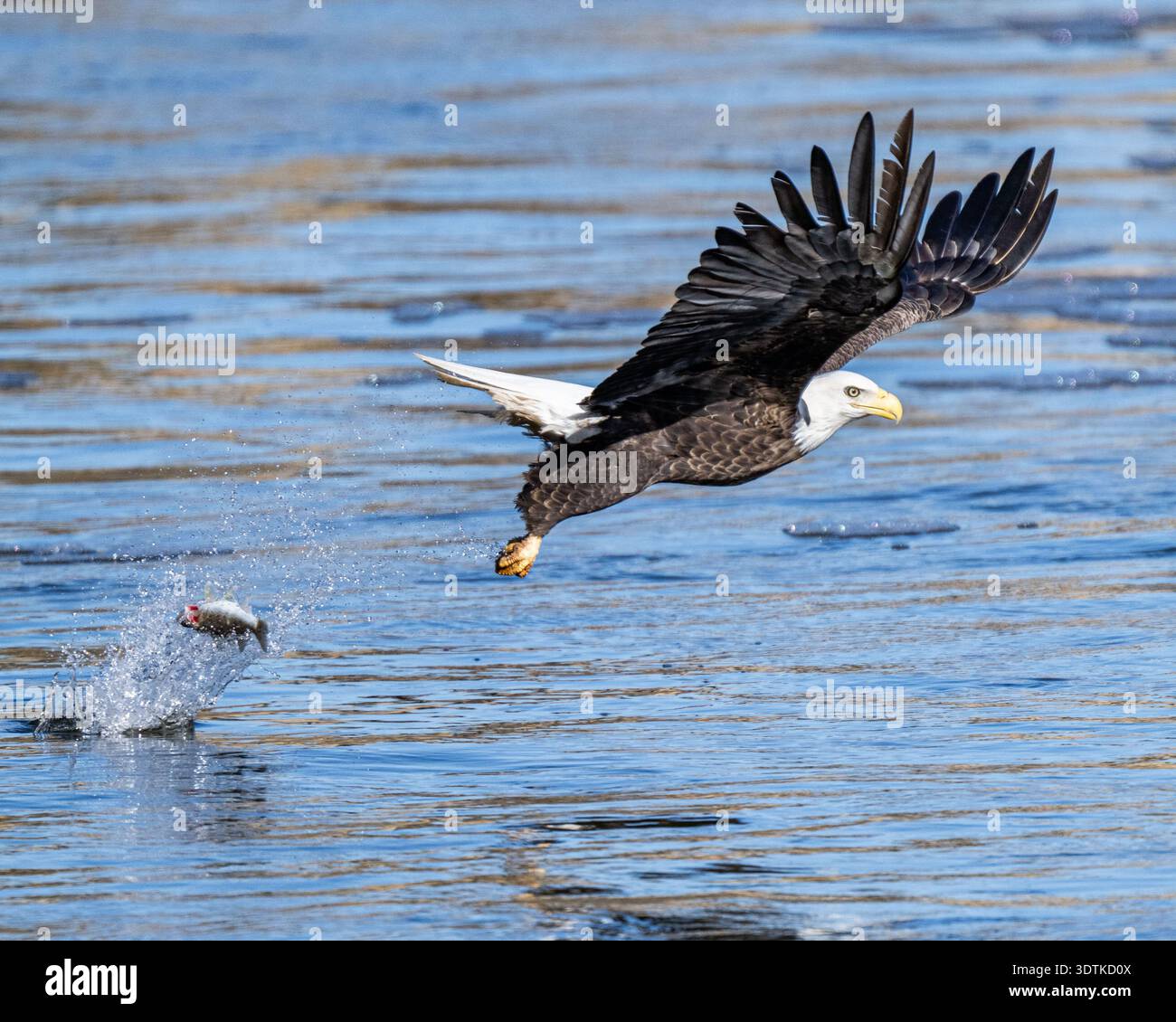 Bald Eagle Fishing & Flying Close Up - American Haliaeetus leucocephalus Water Closeup - Soaring at Conowingo Dam sur Susquehanna River États-Unis Banque D'Images