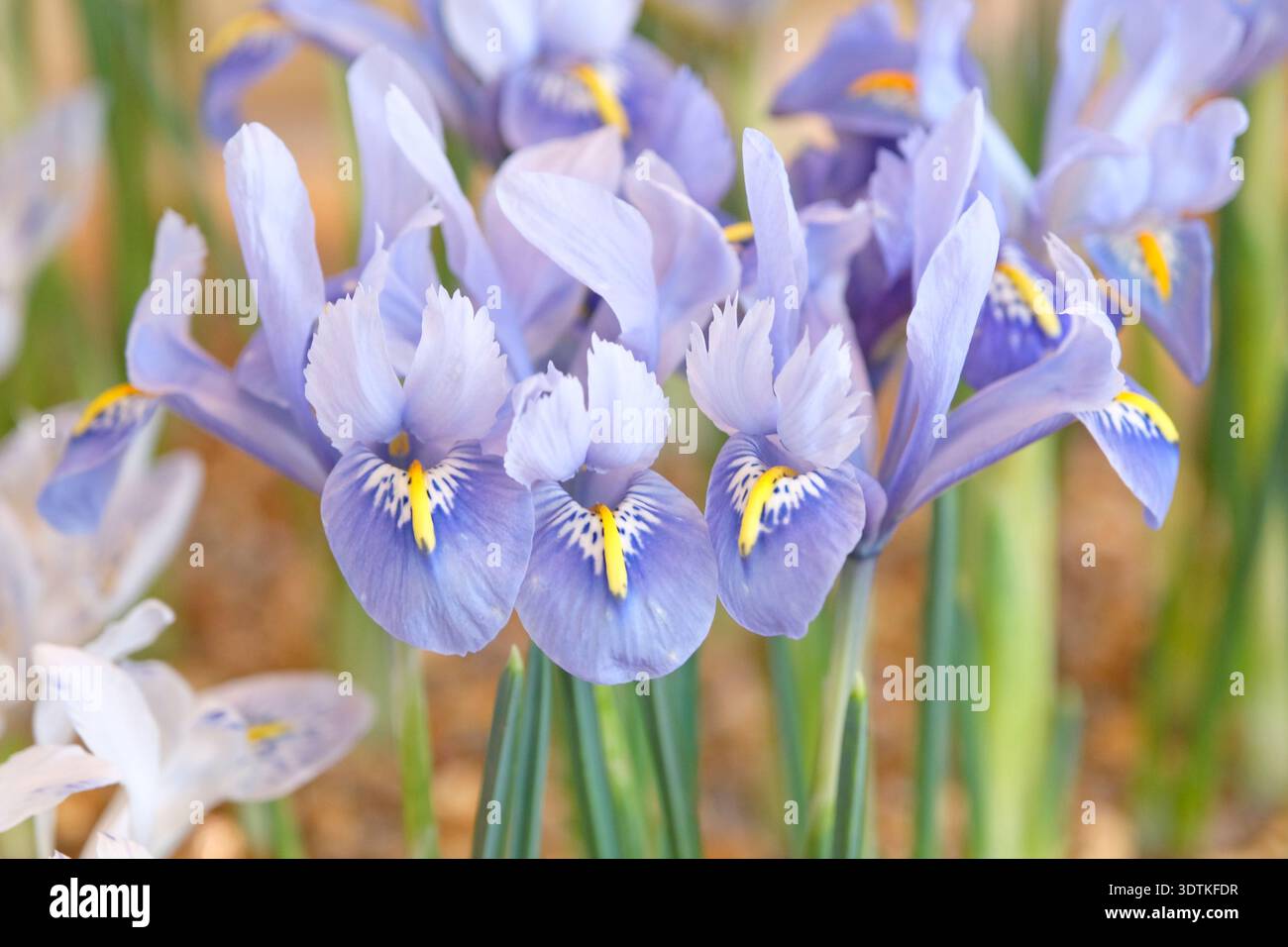 Iris reticulata « Alida » bleu pâle nain en fleur. Banque D'Images