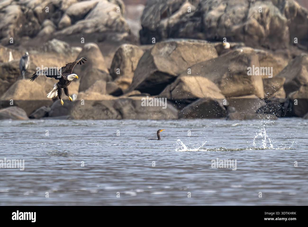 Bald Eagle Fishing & Flying Close Up - American Haliaeetus leucocephalus Water Closeup - Soaring at Conowingo Dam sur Susquehanna River États-Unis Banque D'Images