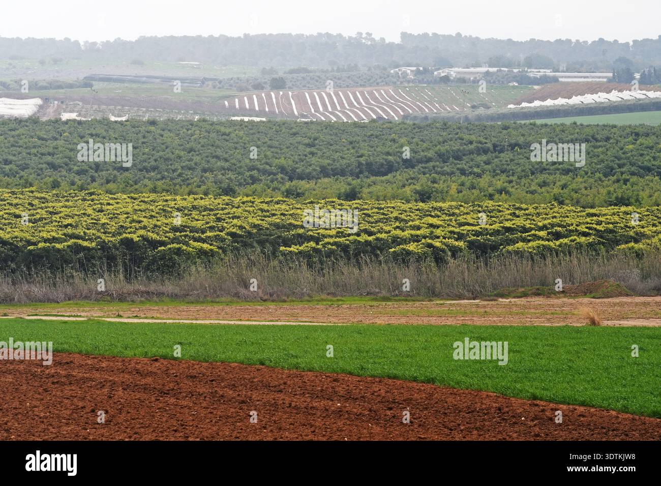 Terres agricoles en Israël Banque D'Images