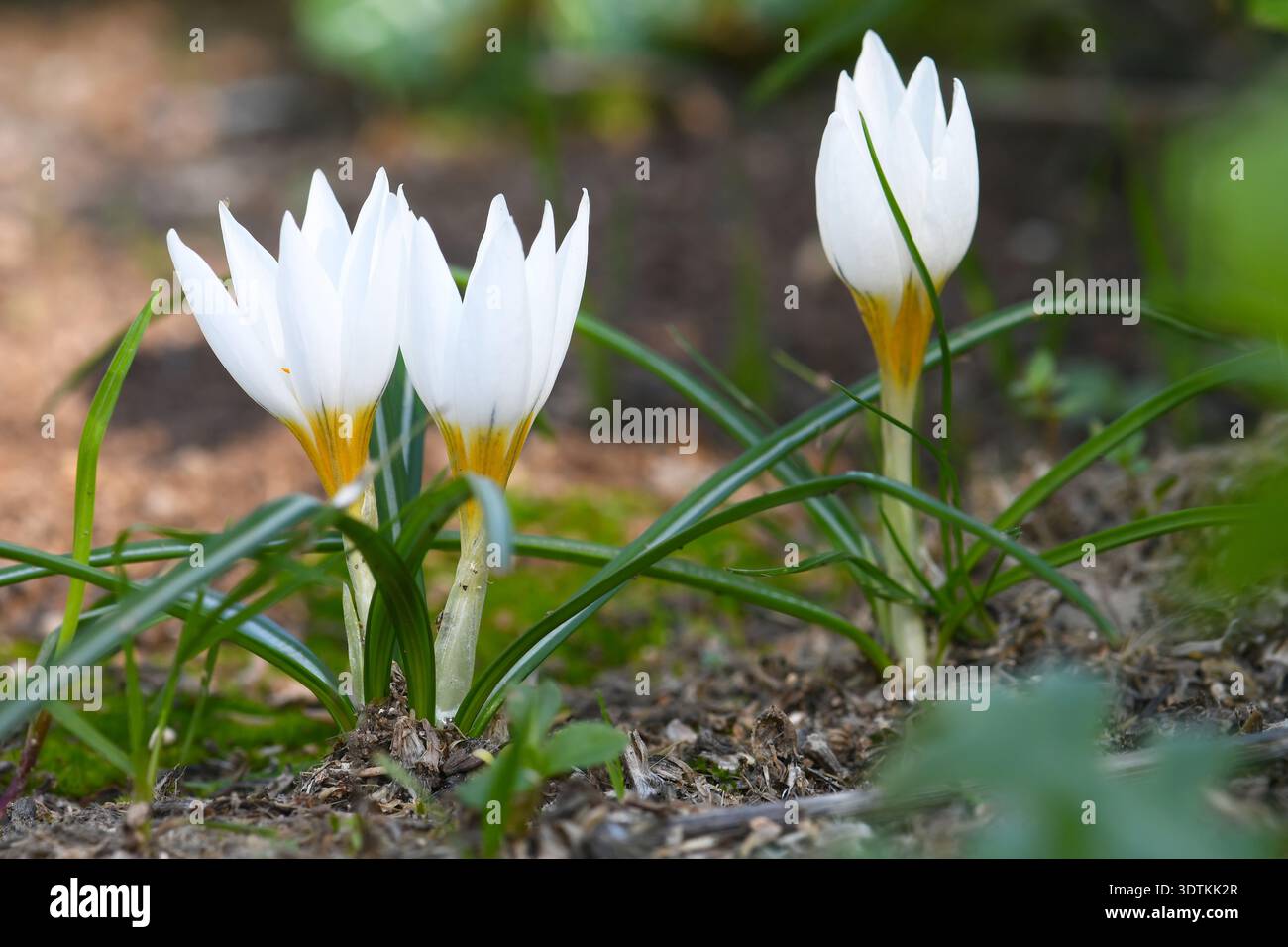 Safran d'hiver, fleurs de Crocus Hyemalis Banque D'Images
