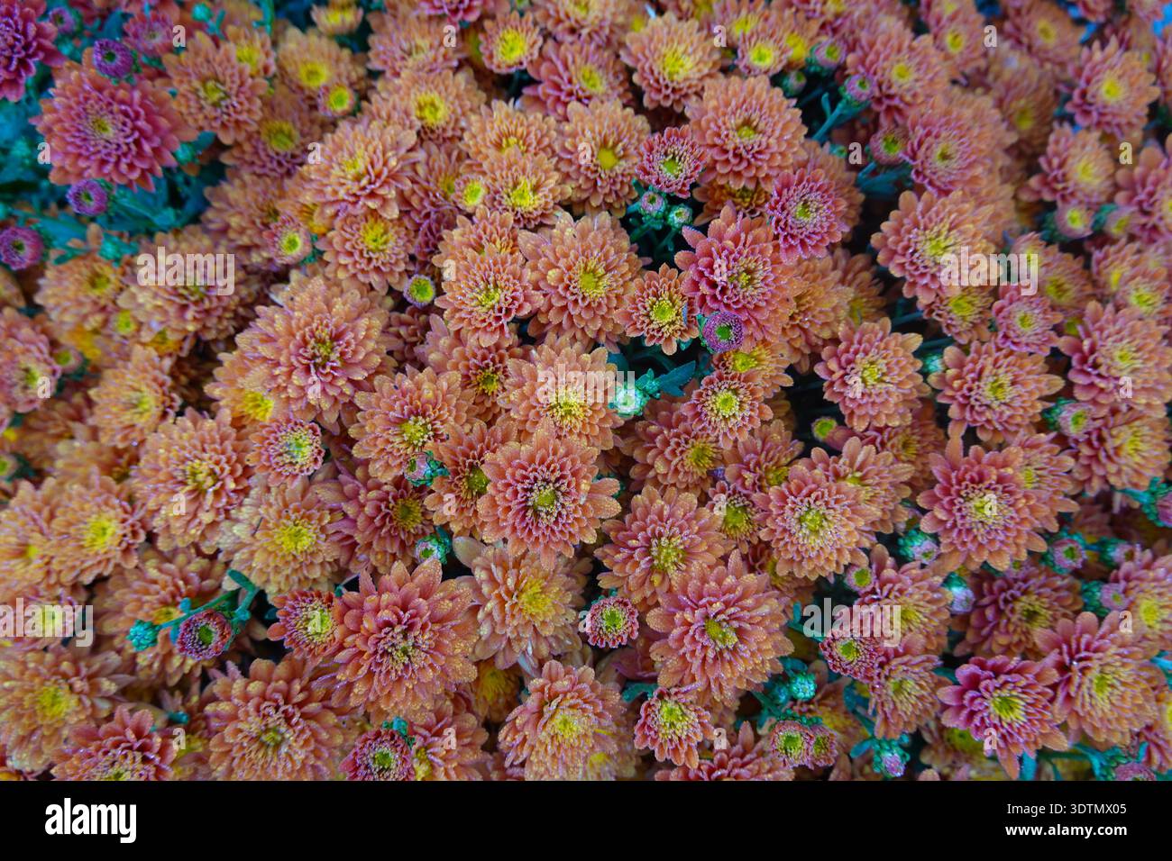 Jardin de Chrysanthemum Morifolium en automne automne Banque D'Images