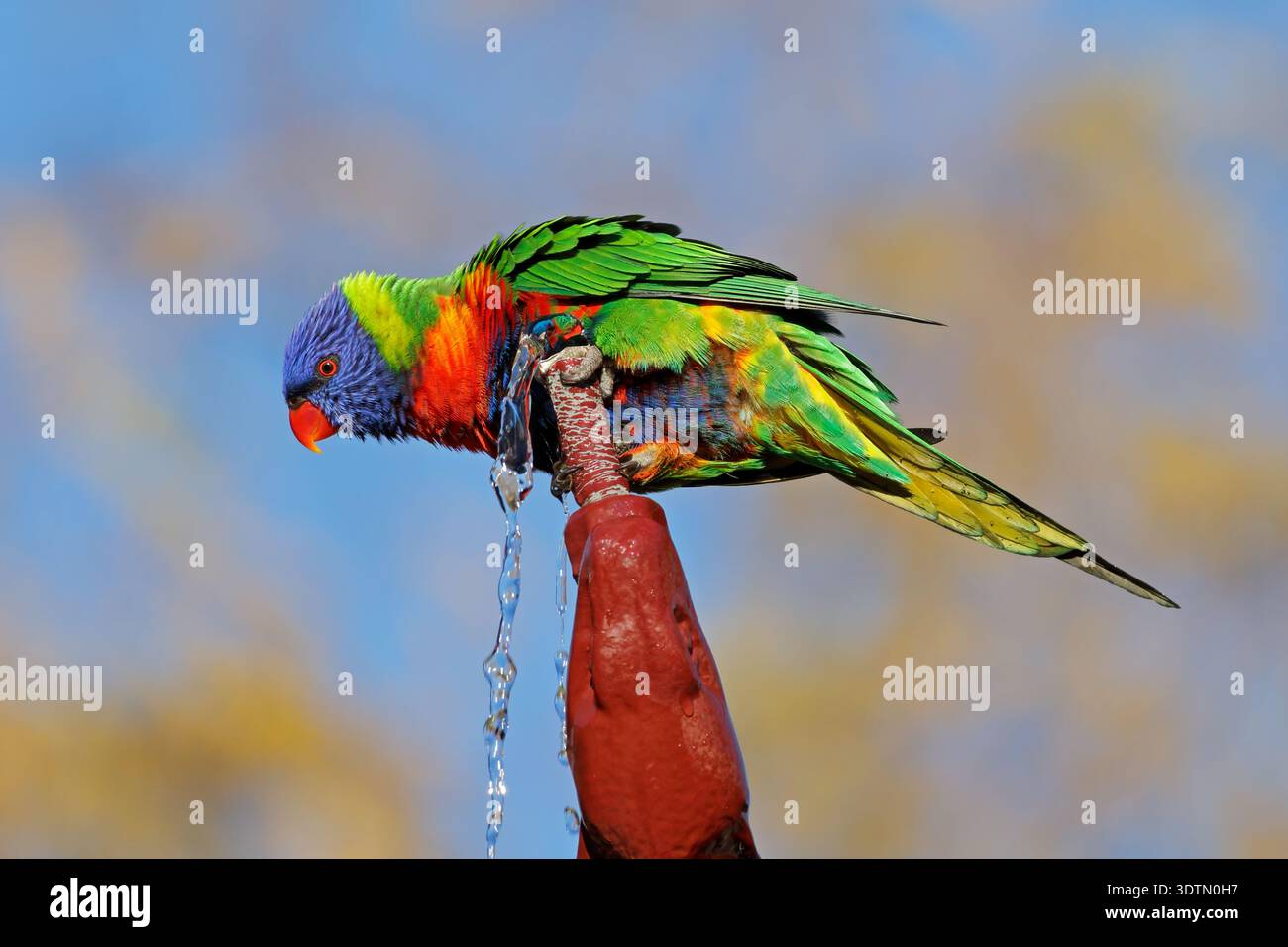 Un lorikeet arc-en-ciel coloré (Trichoglossus moluccanus) perché sur une fontaine de jardin, Australie méridionale Banque D'Images