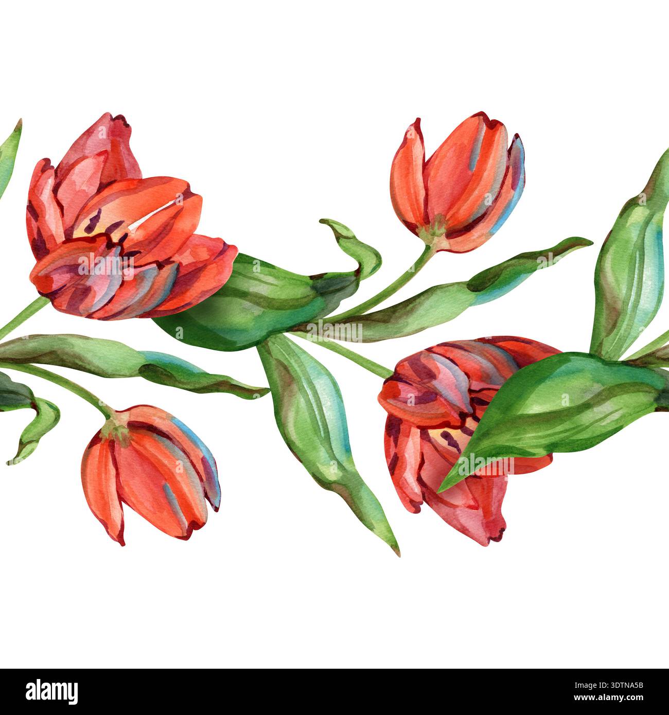 Aquarelle peinte à la main bordure sans couture de tulipes rouges vibrantes et de feuilles vertes. Cet élégant ornement floral horizontal est parfait pour le mariage de printemps Banque D'Images
