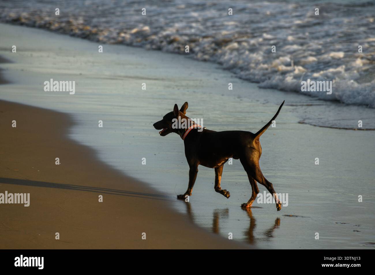 Un chien courant joyeusement sur la plage de sable avec des vagues de mer derrière. Parfait pour les animaux de compagnie, le style de vie, les voyages et les thèmes côtiers. Banque D'Images