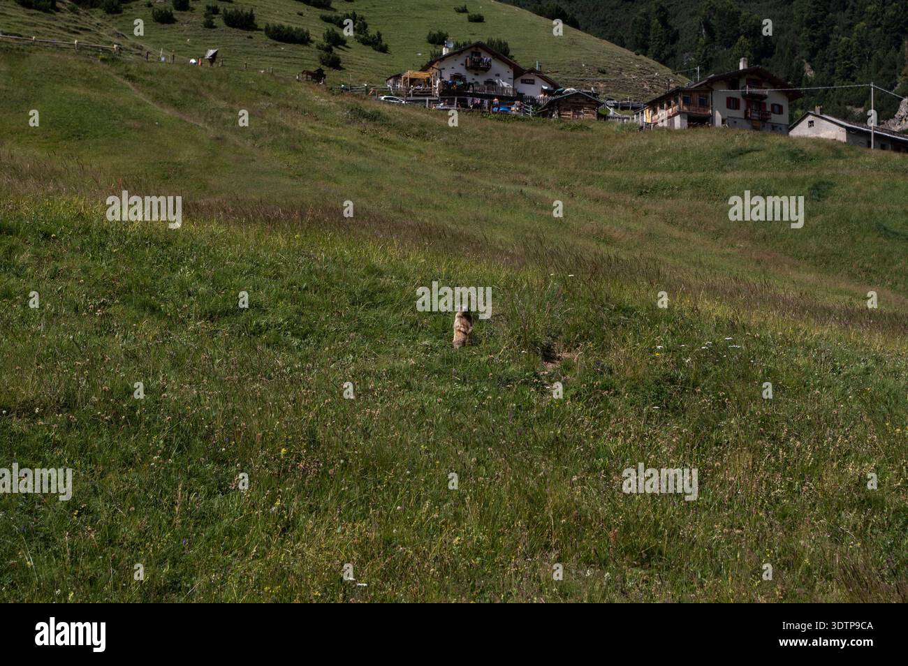 Prairie alpine avec chalets traditionnels et sommets montagneux Banque D'Images
