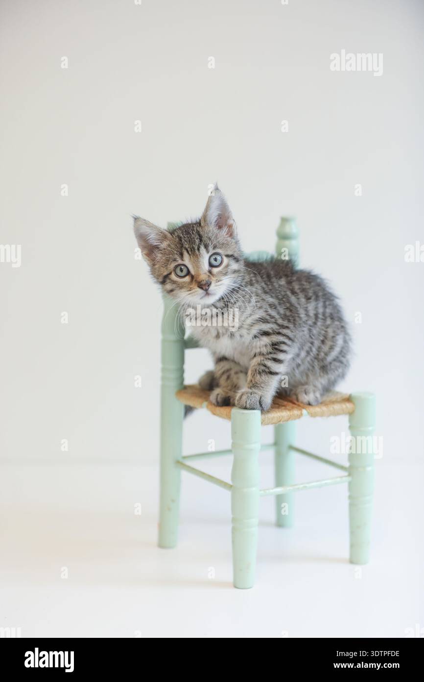 Chaton Tabby assis sur une chaise miniature vert menthe Banque D'Images