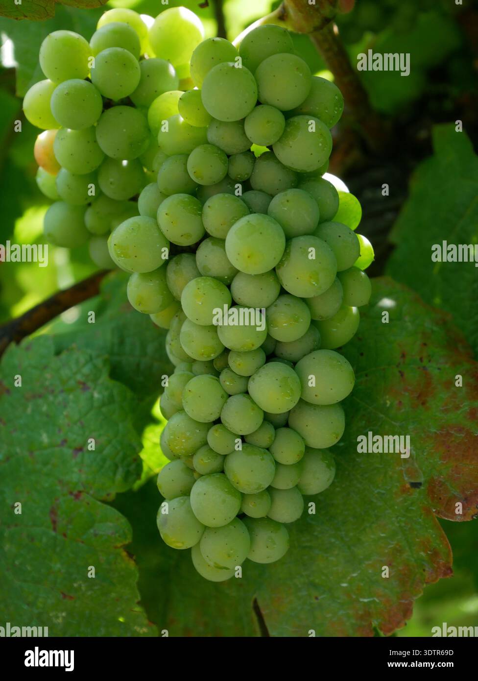 Raisins blancs en train de mûrir sur la vigne au Domaine Makaridze, Terjola, Imereti, Géorgie occidentale Banque D'Images
