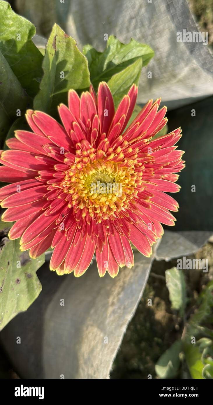 Belle tête de fleur de gerbera rose en plein soleil. Banque D'Images