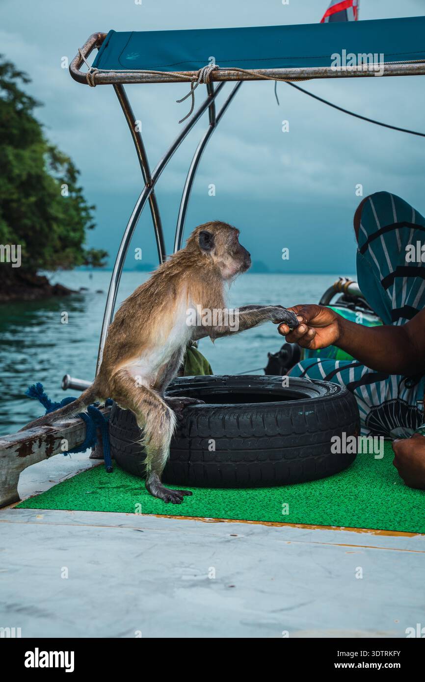 Singe recevant de la nourriture de la main humaine sur le bateau Banque D'Images