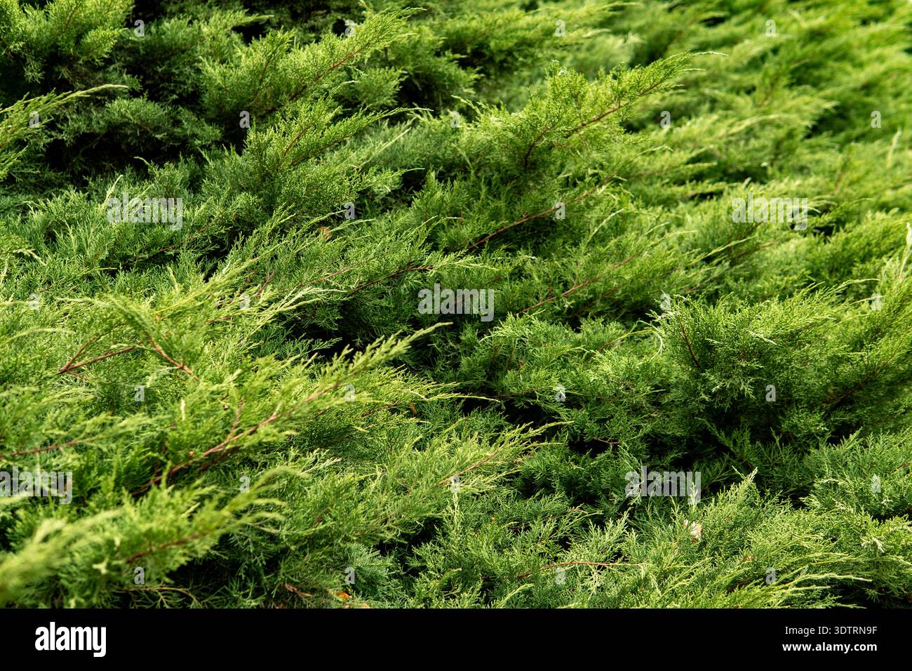 Verdure luxuriante : vue rapprochée du feuillage dense du feuillage Evergreen présentant les motifs complexes et les textures de la palette vibrante de la nature Banque D'Images