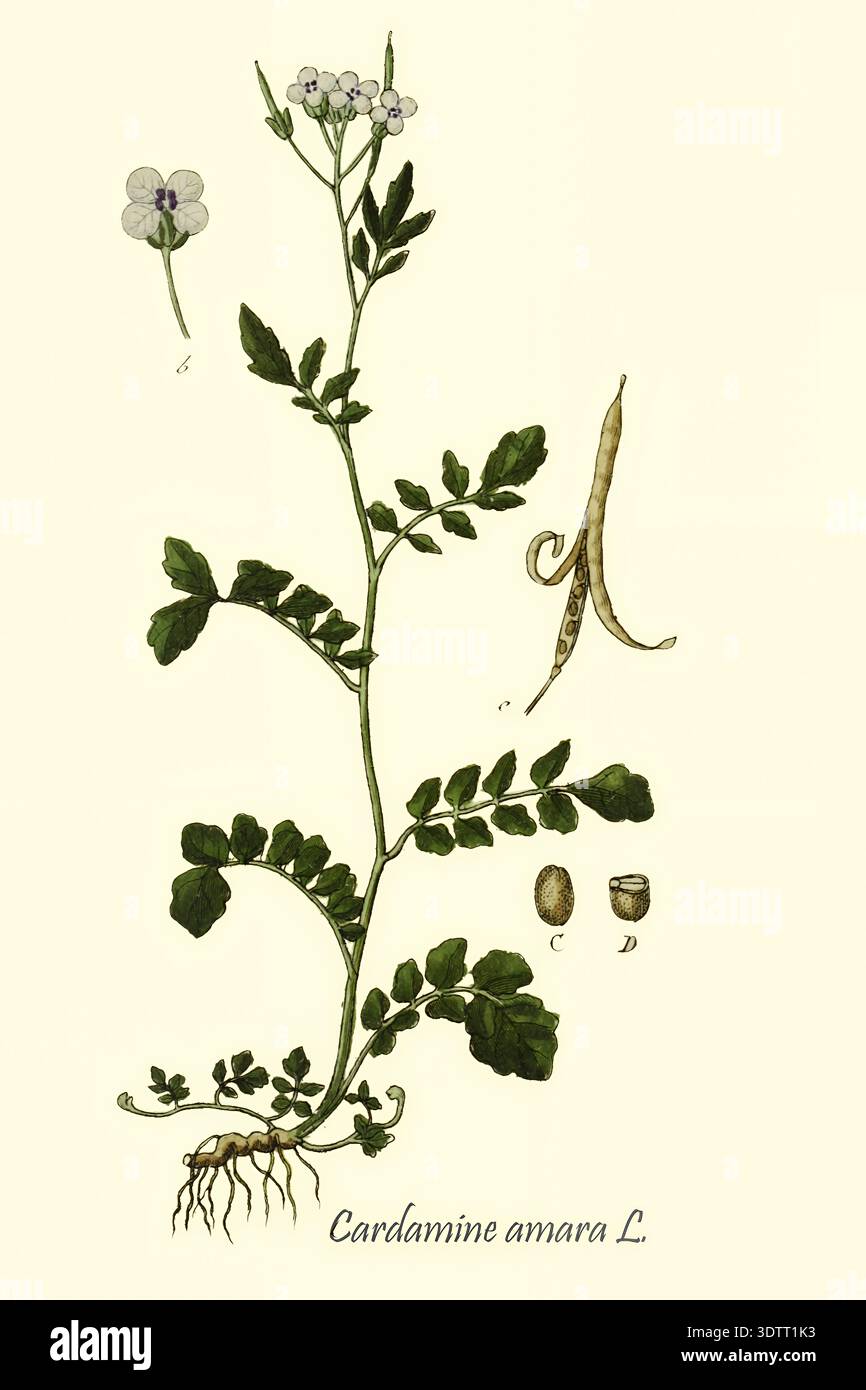Cardamine amara illustration scientifique présentant la plante entière, y compris les racines, la tige, les feuilles, les fleurs blanches délicates et les gousses de graines, présenté dans un style de dessin botanique vintage de Deutschlands Flora in abbildungen nach der natur par Jacob Sturm 1771-1848 publié 18ème siècle, 1798 Banque D'Images