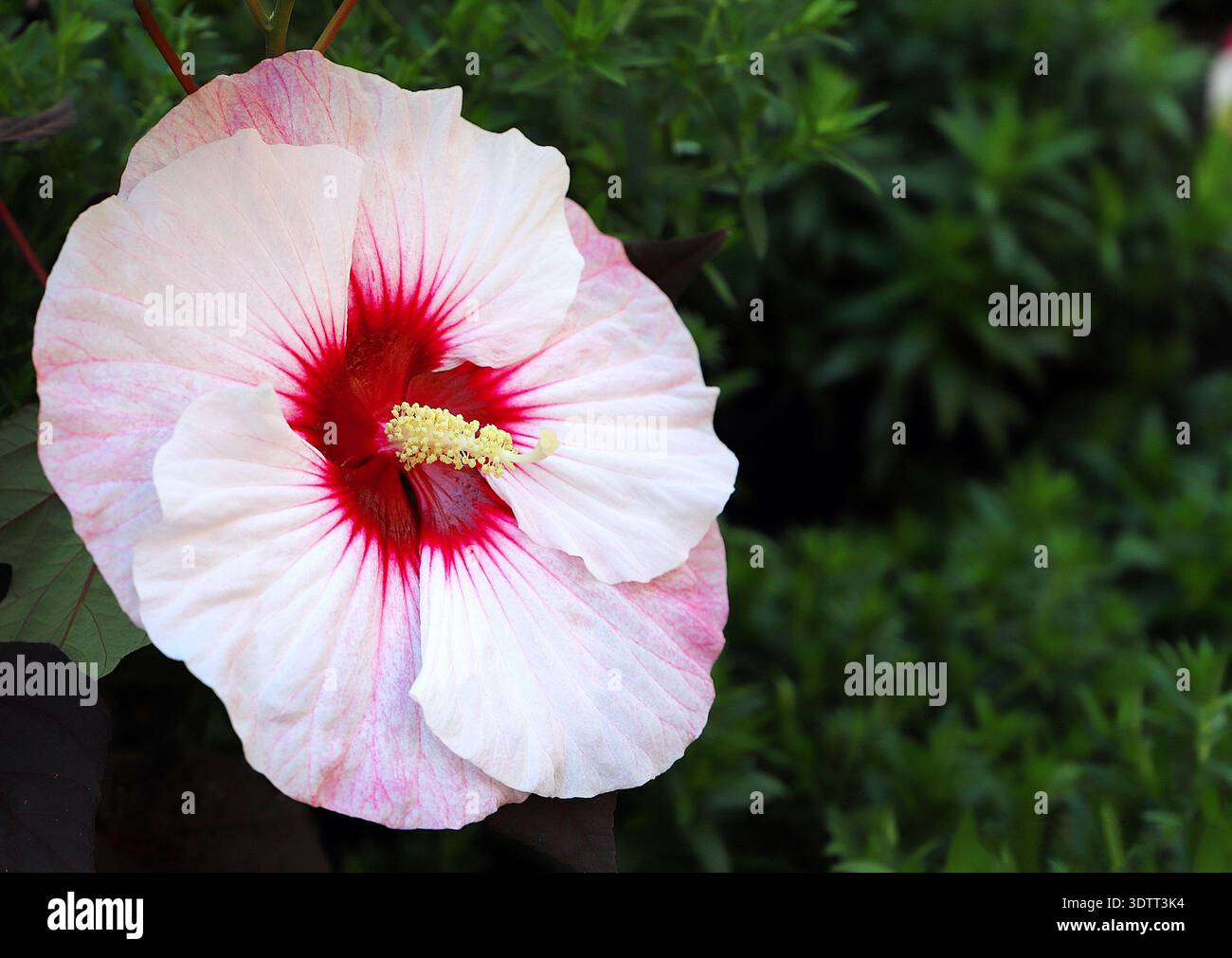 Délicate fleur d'hibiscus rose avec un centre rouge vif et des étamines jaunes, sertie sur un feuillage vert luxuriant. Banque D'Images