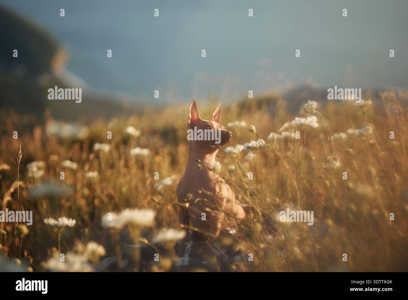 Un chien est assis dans de grandes herbes tandis que des fleurs d'or fleurissent autour d'elle. Les montagnes lointaines et la lumière douce ajoutent de la profondeur à la composition tranquille. Banque D'Images