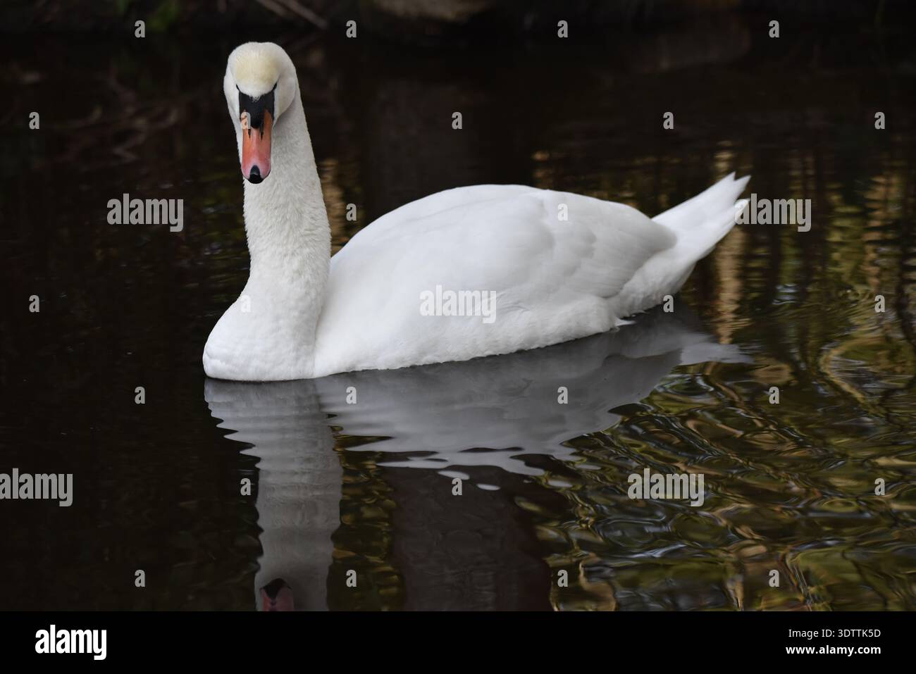 Cygne muet (Cygnus olor) nageant de droite à gauche, la tête tournée vers la caméra, reflétée dans l'eau sous-jacente, prise en février au Royaume-Uni Banque D'Images