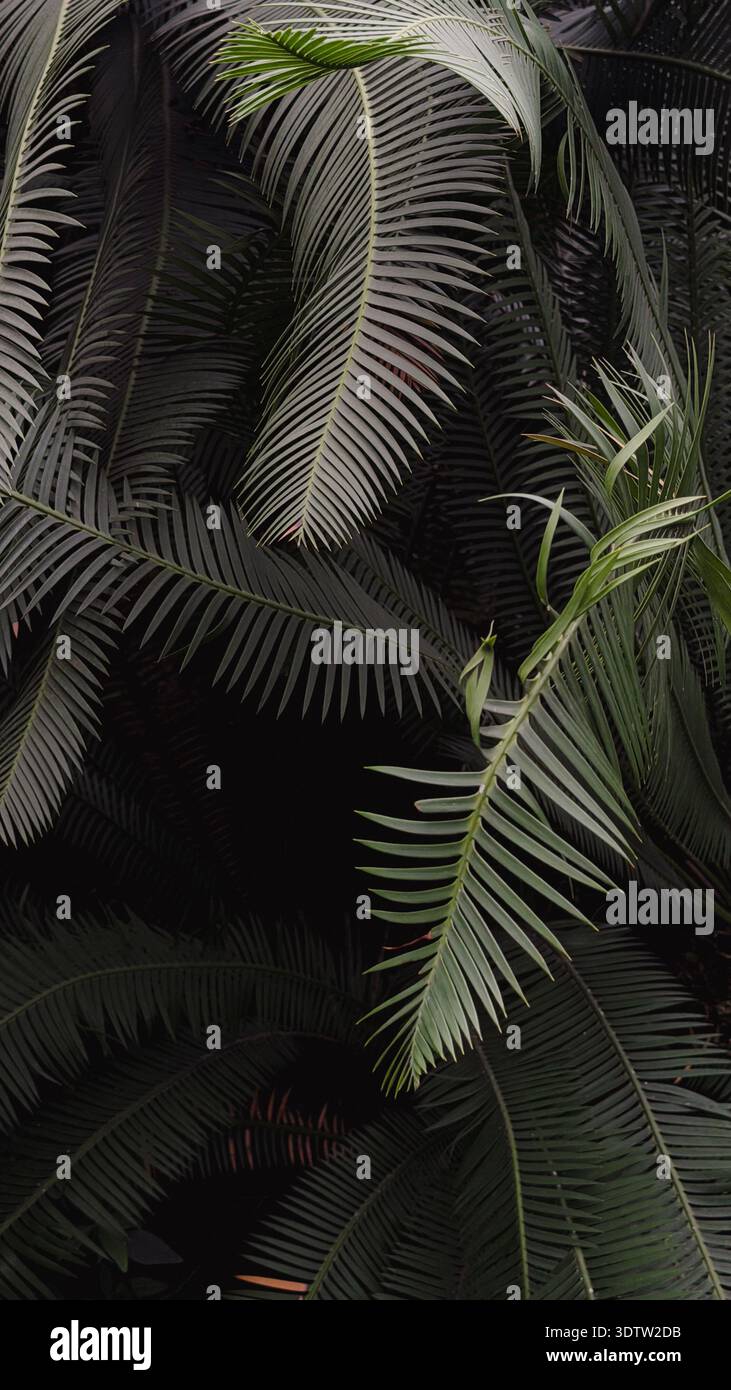 Fond de texture de feuilles de palmier tropical foncé Banque D'Images