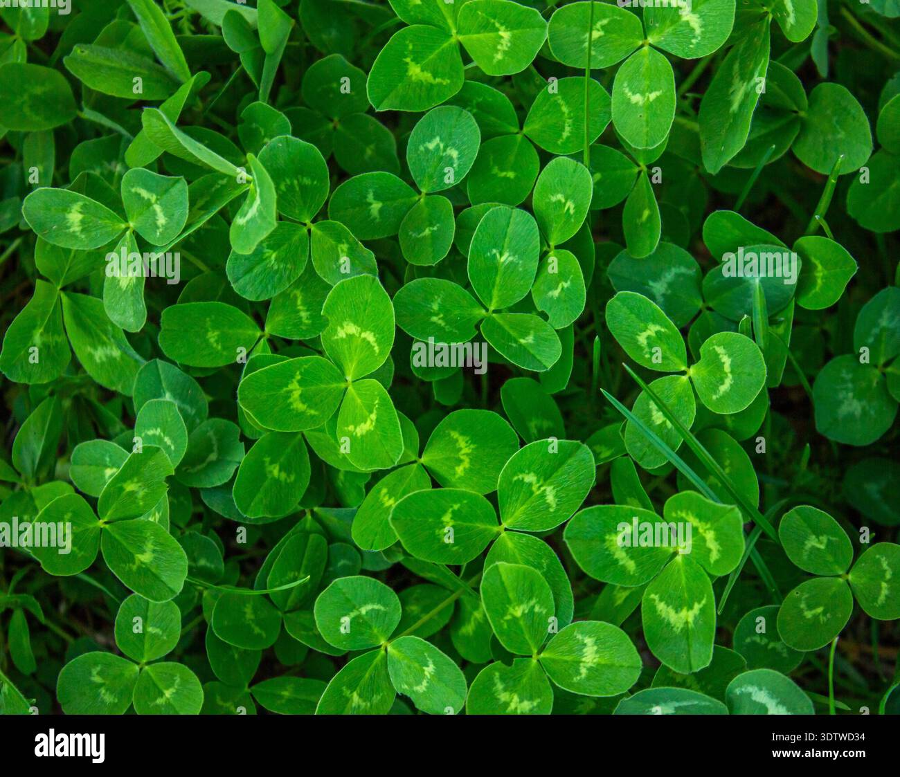 Fond de trèfle vert luxuriant avec trèfle à trois feuilles. Champ de trèfles verts. Trifolium repens. Banque D'Images