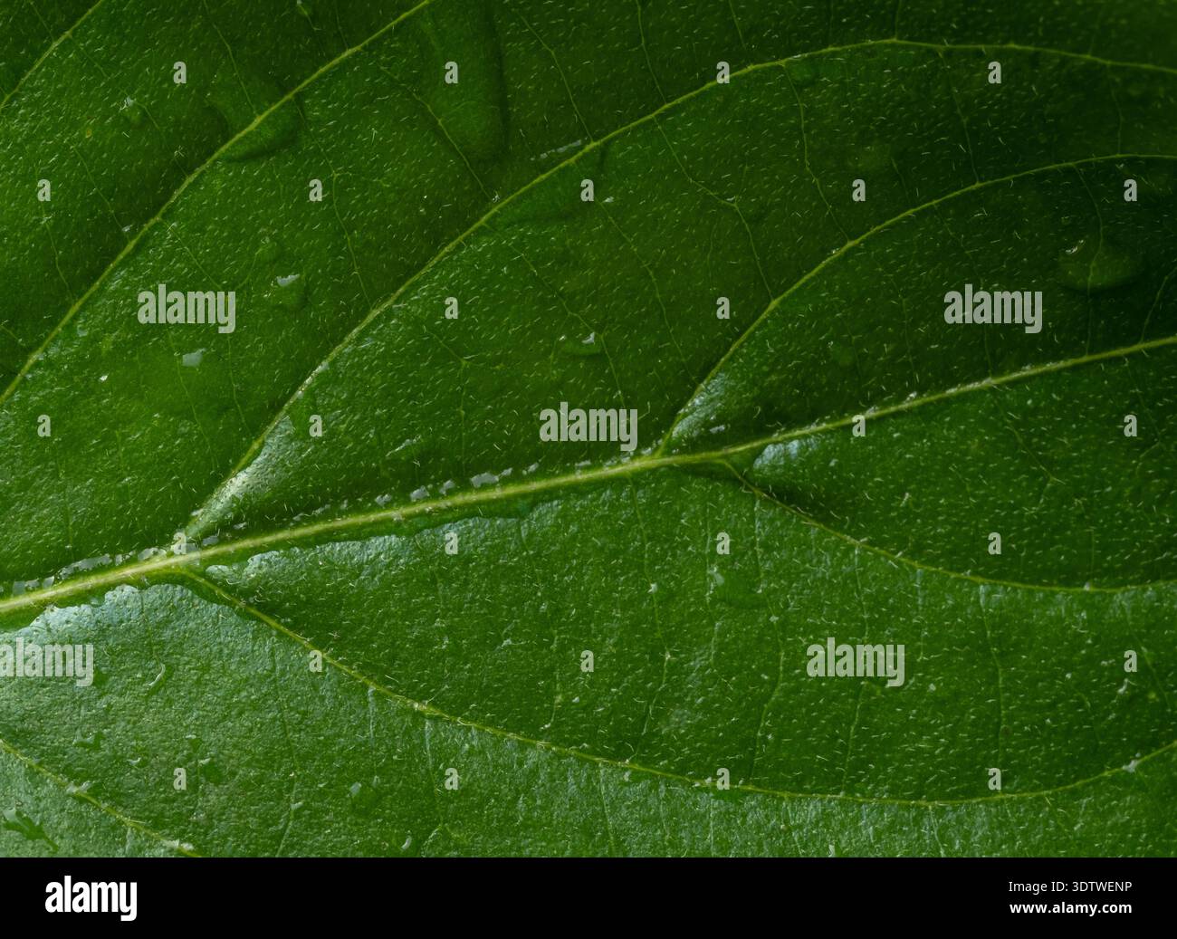 Macro photo d'une feuille verte et des gouttes de rosée. Fond naturel de texture. Photo verticale Banque D'Images