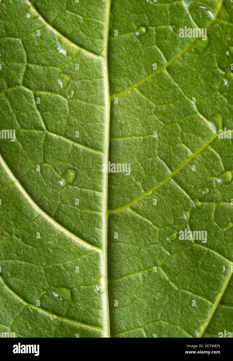 Macro photo d'une feuille verte et des gouttes de rosée. Fond naturel de texture. Photo verticale Banque D'Images