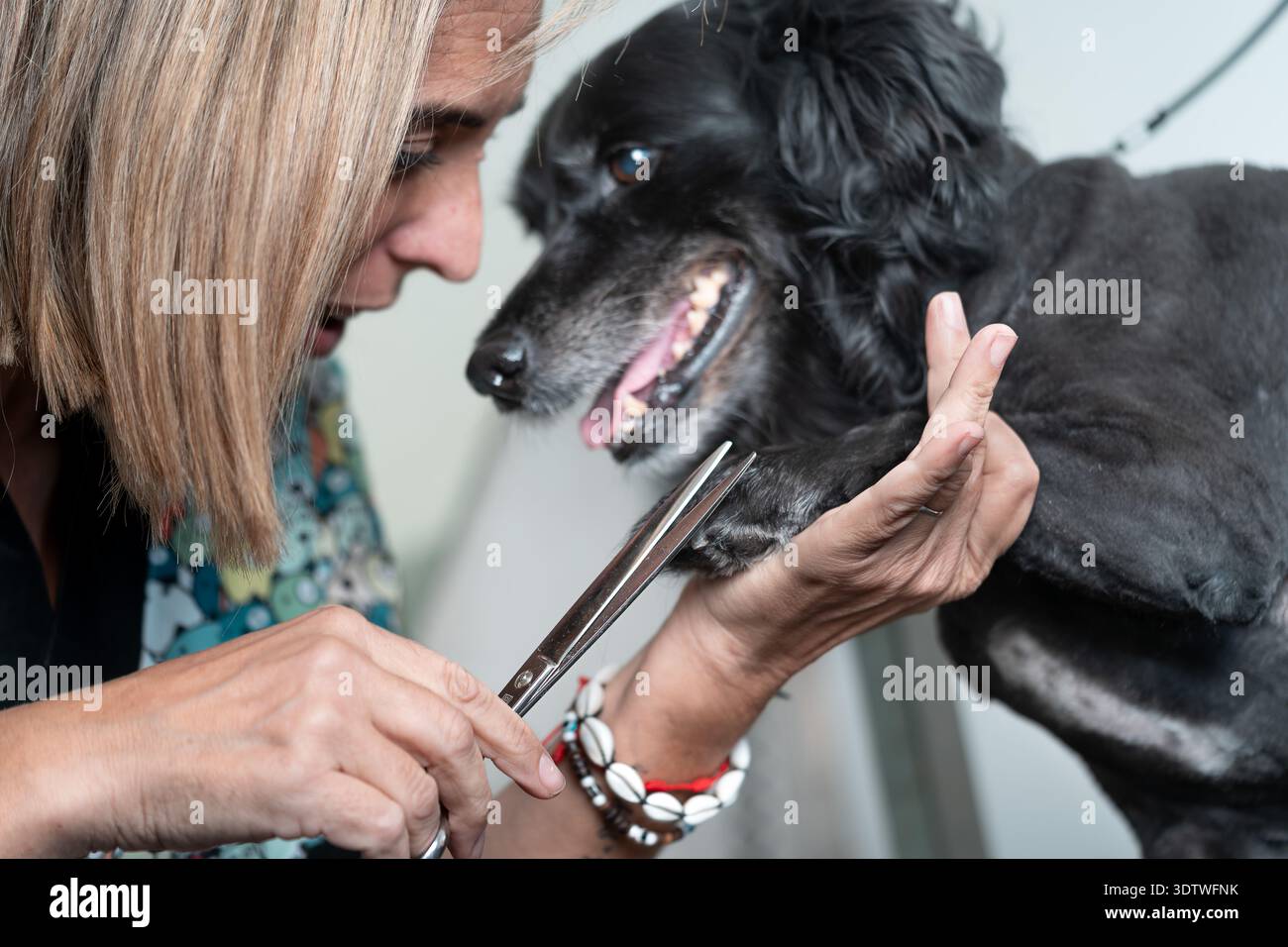 Tondeuse professionnelle taillant les poils noirs des pattes de chien Banque D'Images