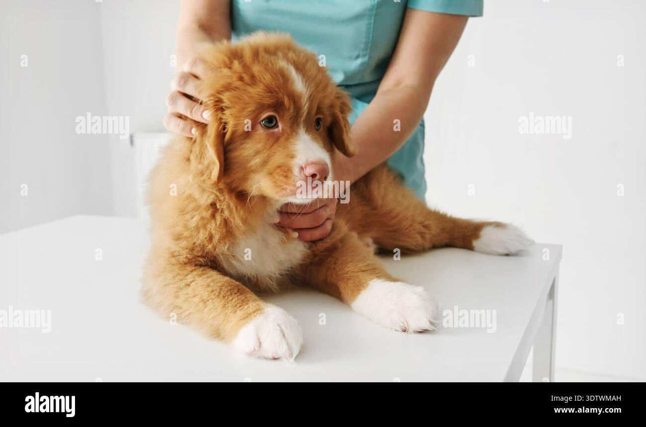 Red Nova Scotia Duck Tolling Retriever Puppy à la clinique vétérinaire pour un examen Banque D'Images