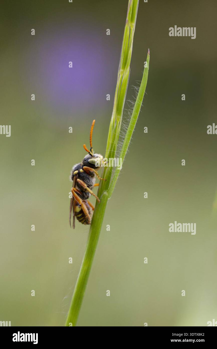 Macro gros plan d'une abeille coucou (Nomada sp.), une abeille sauvage parasite, reposant sur une tige d'herbe verte tout en la saisissant avec ses mandibules. Banque D'Images