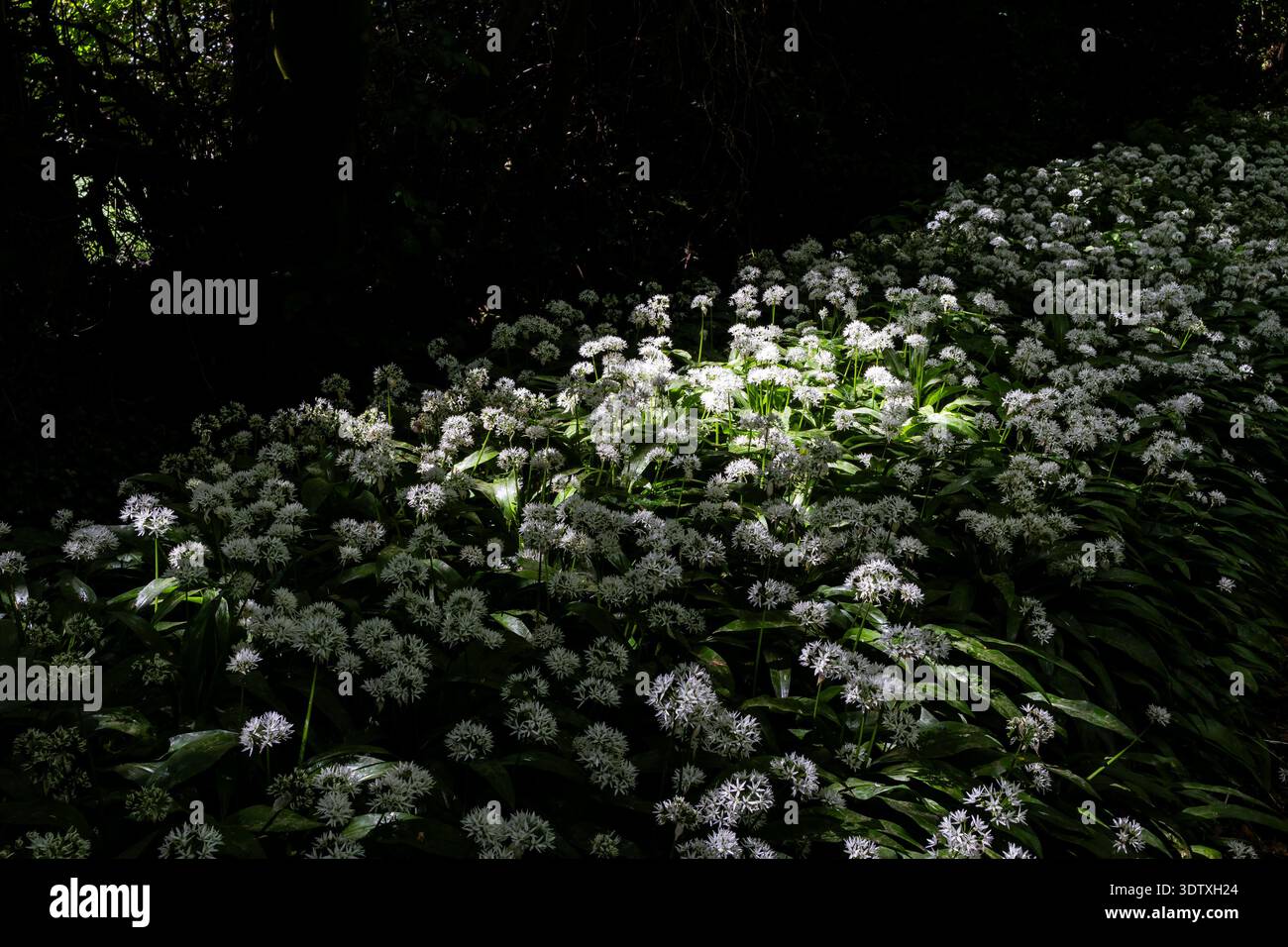 La lumière du soleil tapait sur une banque d'ail sauvage fleurissant dans un bois sombre Banque D'Images