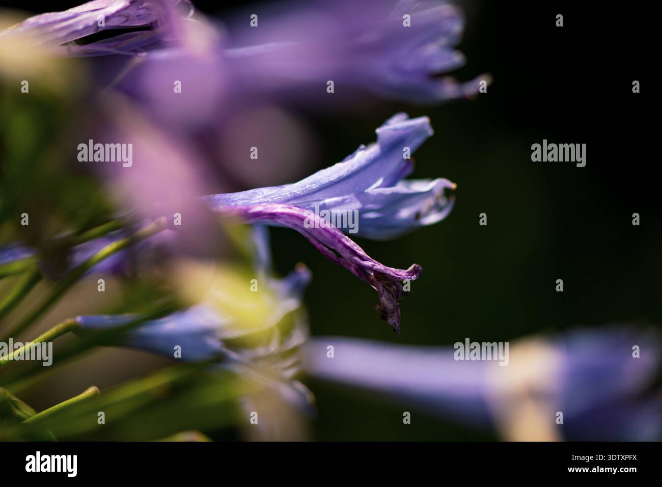 Macro détail de Violet Blossom avec fond vert foncé Banque D'Images