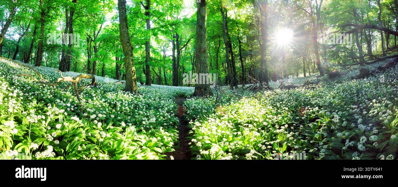 Forêt de printemps avec fleurs blanches et soleil en fleurs. Ail sauvage - montagne carpapienne Banque D'Images
