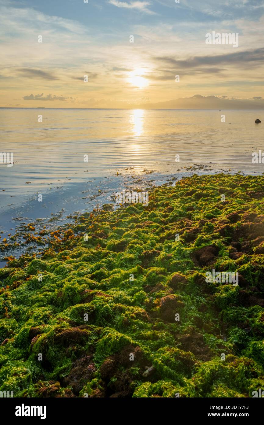 Les algues vert vif couvrent le rivage rocheux à marée basse, avec une mer calme et une lumière chaude du coucher de soleil se reflétant sur l'eau. Banque D'Images