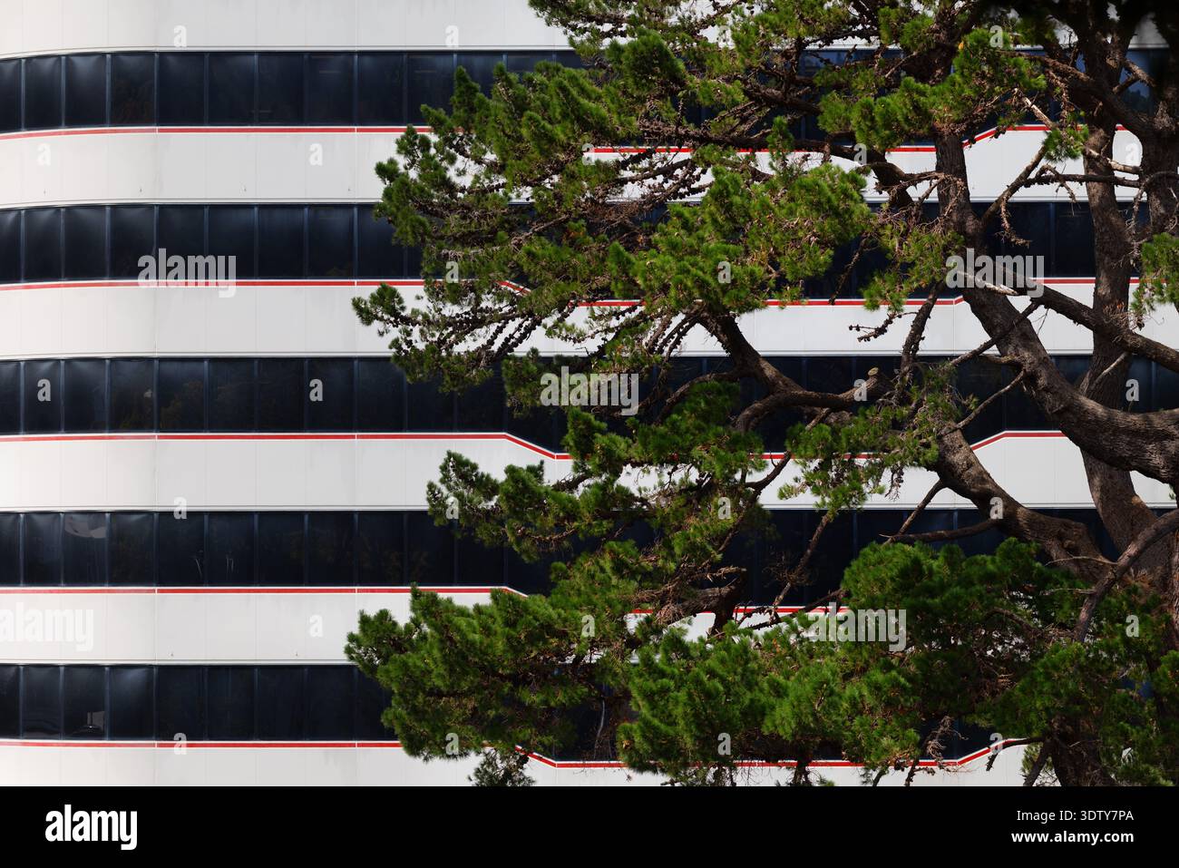 Branches de pin devant la façade moderne d'immeuble de bureaux à Wellington, Nouvelle-Zélande. Banque D'Images