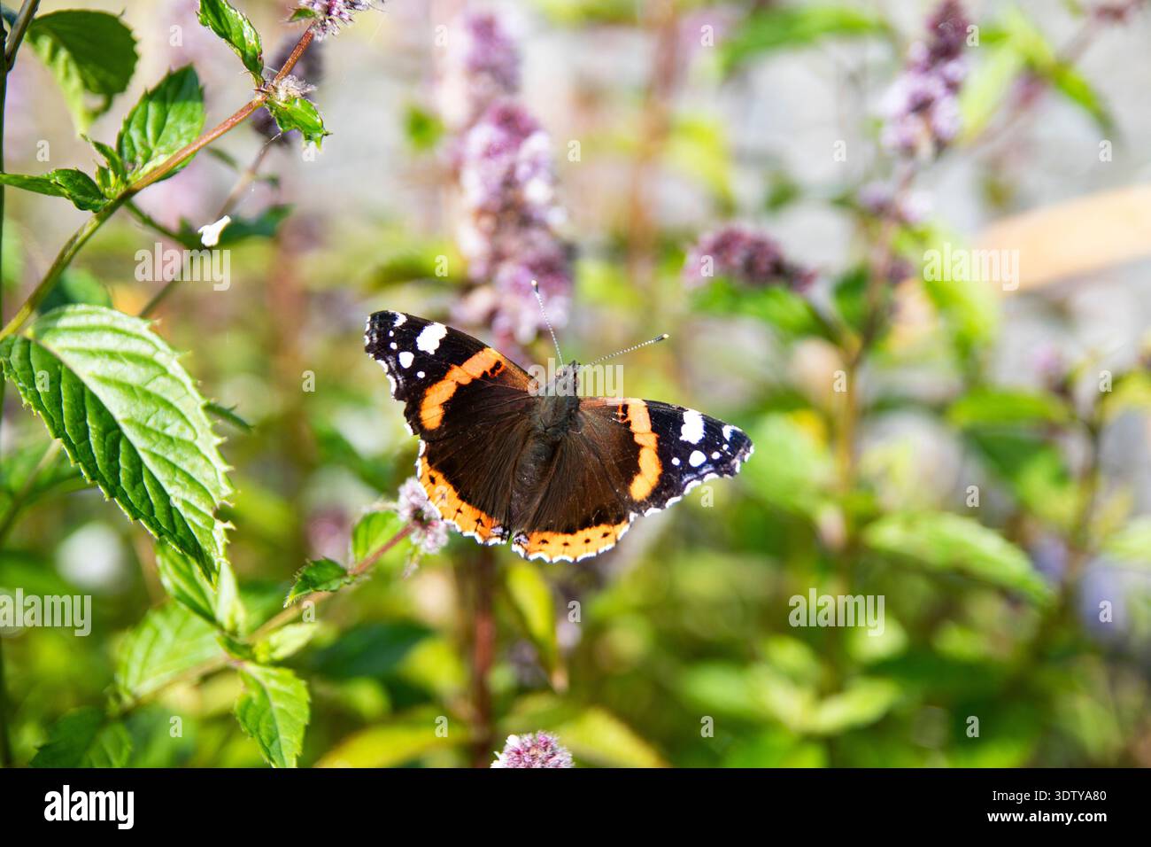 Papillon Red Admiral (Vanessa atalanta) reposant sur une plante à fleurs dans le jardin, Clonmany, Inishowen, comté de Donegal, Irlande. Banque D'Images
