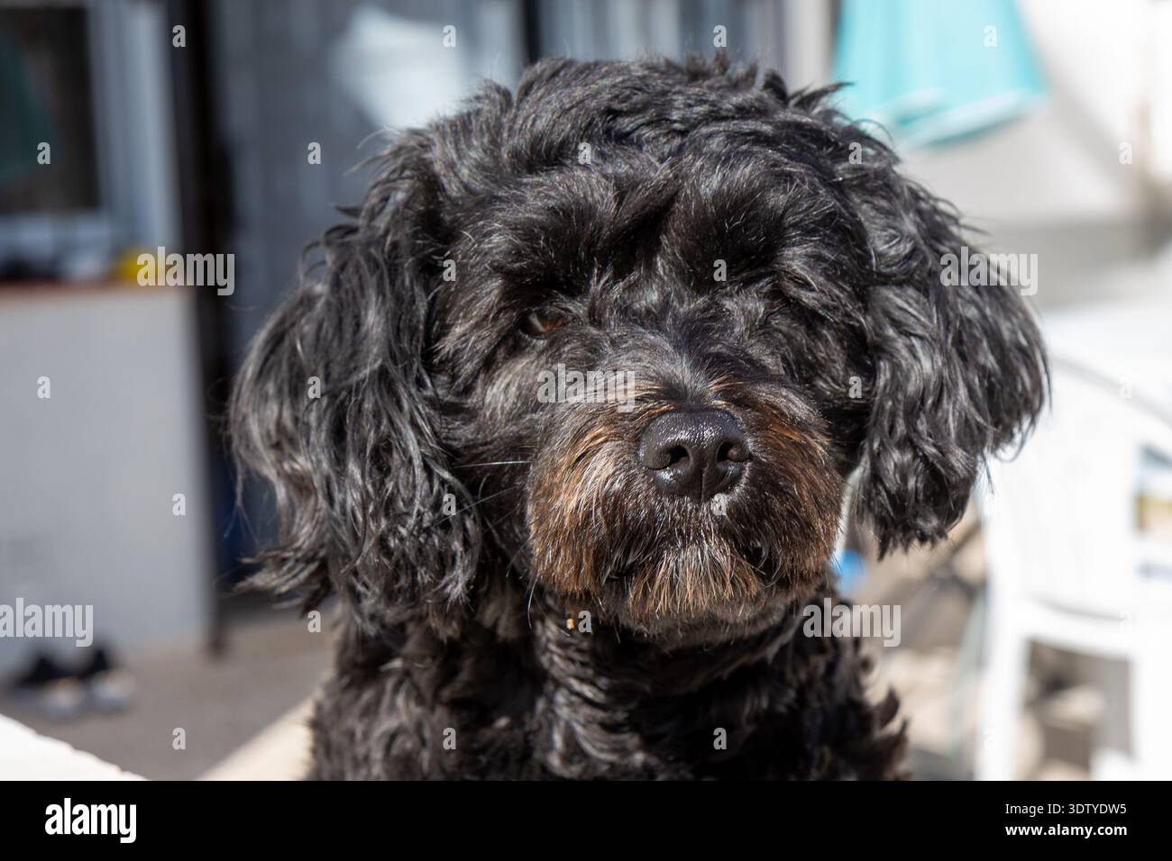 Un chien noir démaquillé à fourrure bouclée est assis paisiblement, son regard fixé sur l'appareil photo, capturant un moment charmant et attachant d'un animal de compagnie dans un outd détendu Banque D'Images