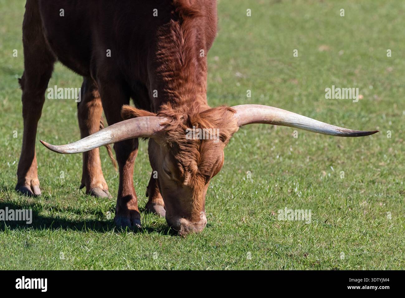 Gros plan de Texas Longhorn Calf, à Henrietta, Texas. Pâturage dans les pâturages. Banque D'Images