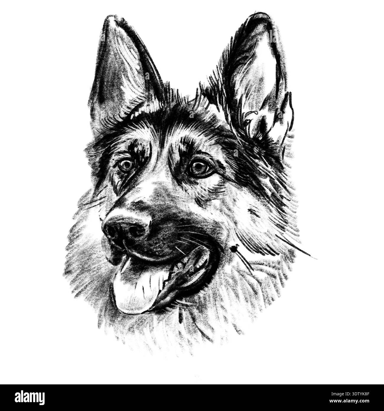 Illustration noire et blanche dessinée à la main d'une tête de berger allemand en technique de hachurage croisé. Portrait détaillé avec yeux expressifs et fourrure texturée Banque D'Images