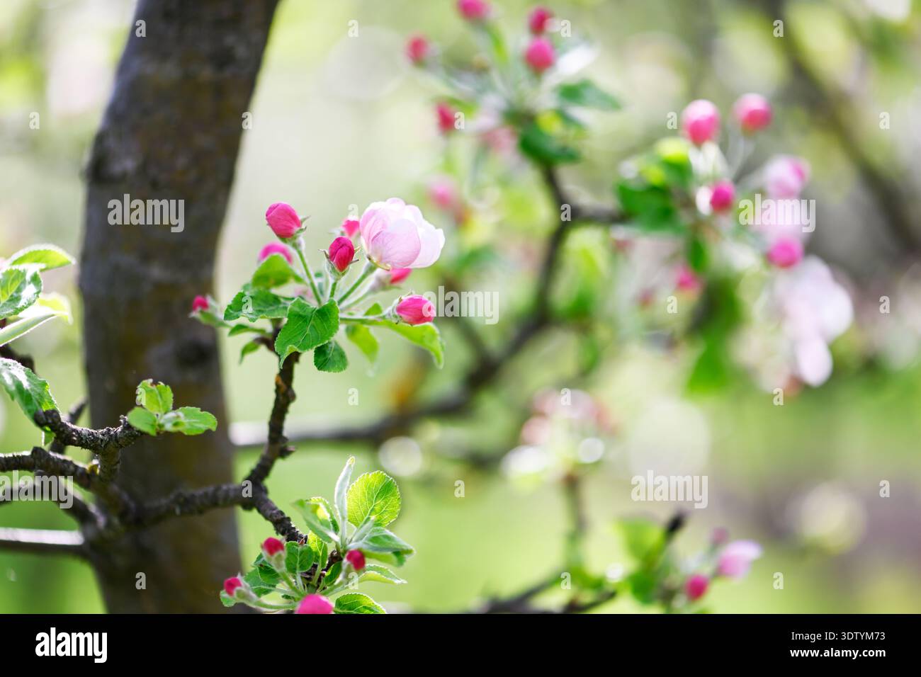 Pommiers roses en fleurs avec des bourgeons sur la branche dans le verger de printemps. Floraison d'arbre fruitier, bokeh doux, macro détail, floraison saisonnière, nature du jardin Banque D'Images