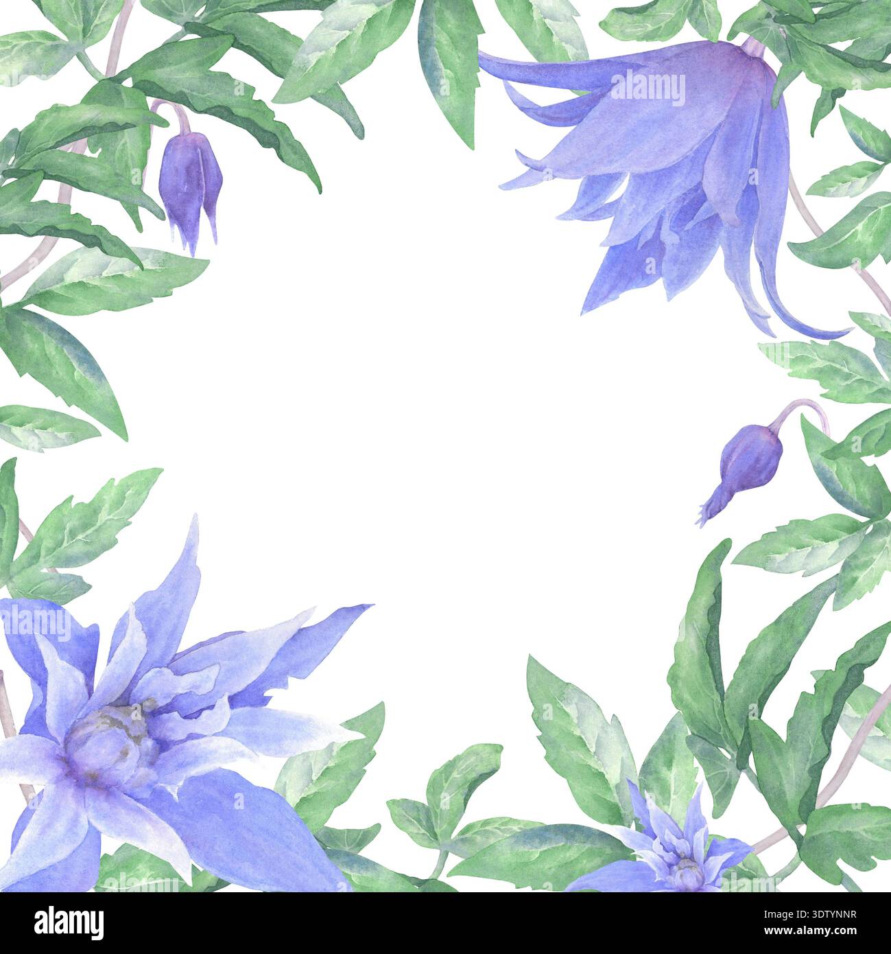 Un cadre de fleurs clématites, de bourgeons et de feuilles vertes, peint à la main à l'aquarelle sur un fond blanc. Convient pour l'impression sur des cartes et des invitations. Banque D'Images